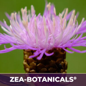 Milk thistle seed zea-botanicals