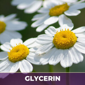 Motherwort herb in glycerin