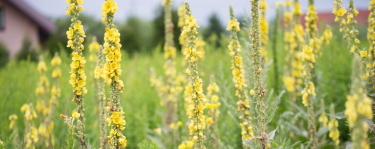 Mullein benefits