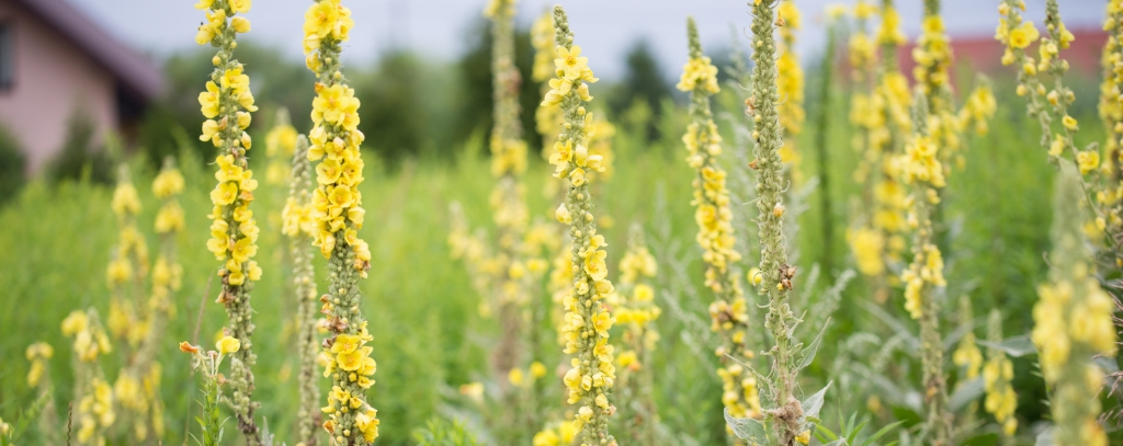 Mullein benefits