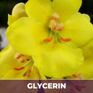 Mullein leaf in glycerin
