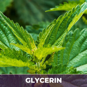 Nettle leaf in glycerin
