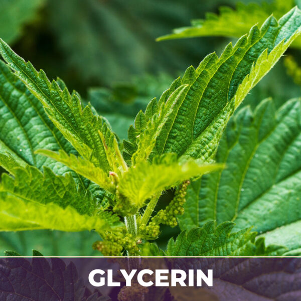 Nettle leaf in glycerin