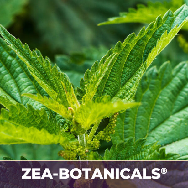 Nettle leaf zea-botanicals