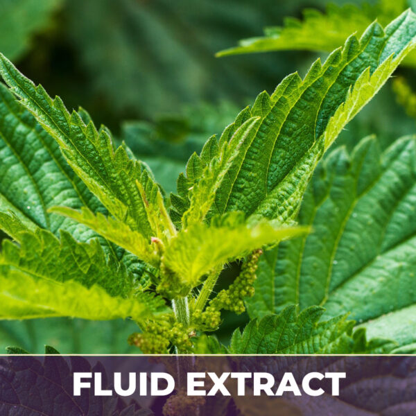 Nettle root in glycerin