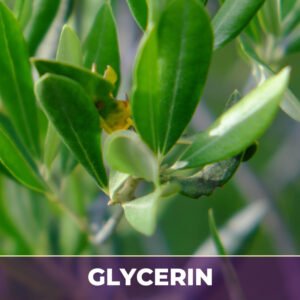 Olive leaf in glycerin