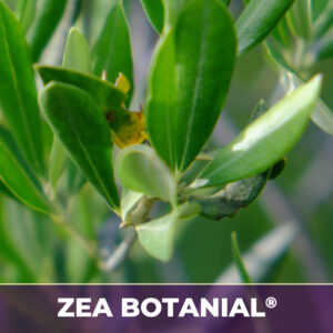 Olive leafzea-botanicals