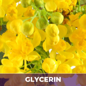 Oregon grape root in glycerin