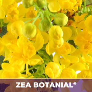 Oregon grape root zea-botanicals