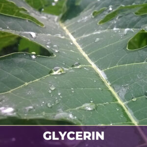 Papaya leaf in glycerin