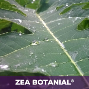 Papaya leafzea-botanicals