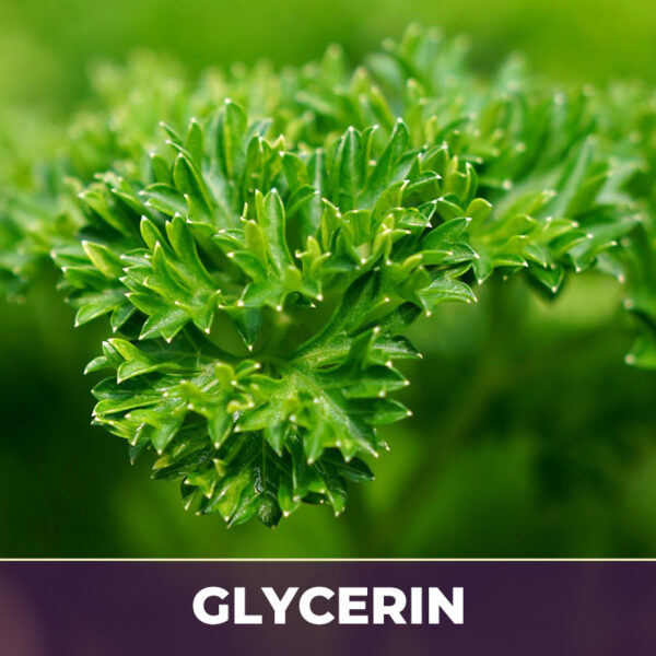 Parsley leaf in glycerin