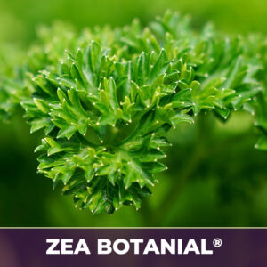 Parsley leaf zea-botanicals