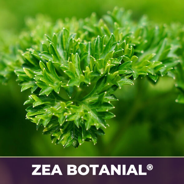 Parsley leaf zea-botanicals