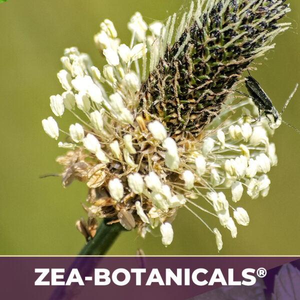 Plantain leaf zea-botanicals