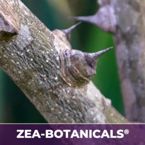Prickly ash bark zea-botanicals