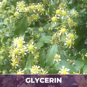Quillaja bark in glycerin
