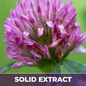 Red clover tops se