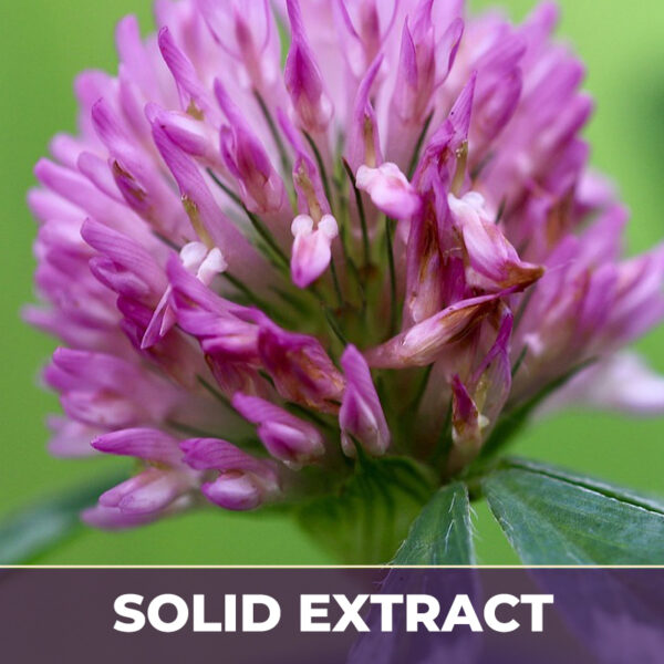Red clover tops se