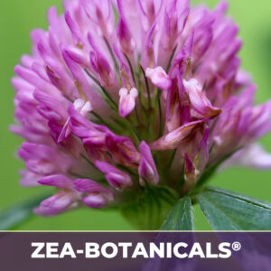 Red clover tops zea-botanicals
