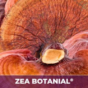 Reishi zea-botanicals
