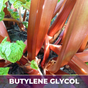 Rhubarb root in bg