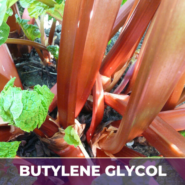 Rhubarb root in bg