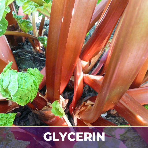 Rhubarb root in glycerin