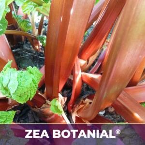 Rhubarb root zea-botanicals