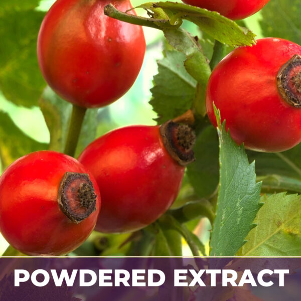 ROSE HIPS 4:1, PE