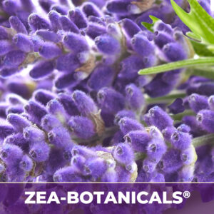 Rosemary leaf zea-botanicals