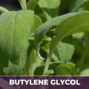Sage leaf in bg