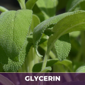 Sage leaf in glycerin