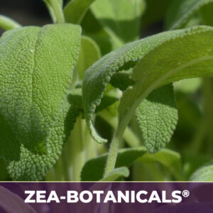 Sage leaf zea-botanicals
