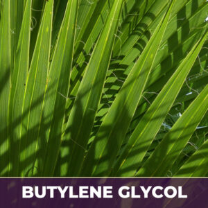 Saw palmetto berry in bg