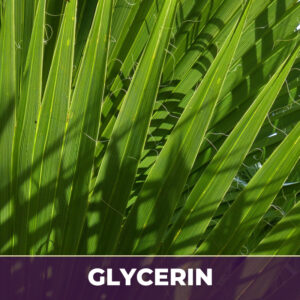 Saw palmetto berry in glycerin