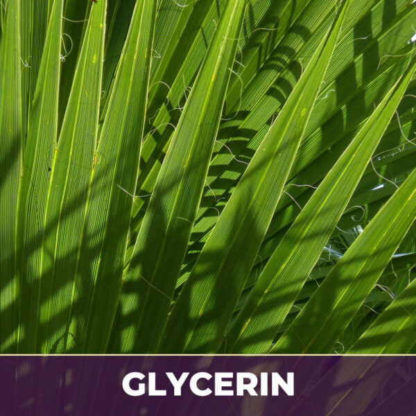 Saw palmetto berry in glycerin