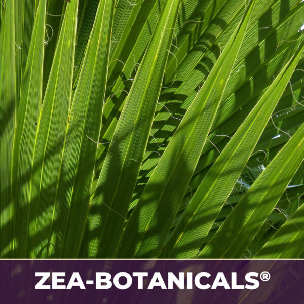 Saw palmetto berry zea-botanicals