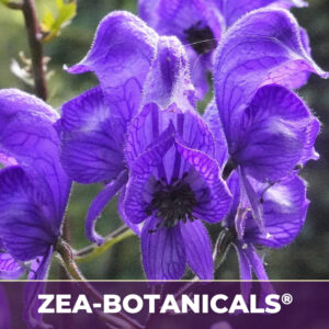 Scullcap herb zea-botanicals