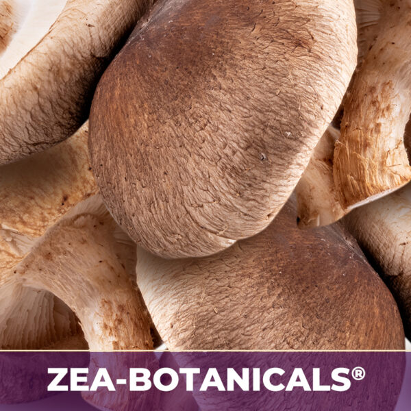 Shiitake zea-botanicals