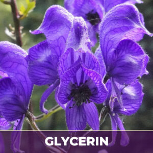 Skullcap herb in glycerin