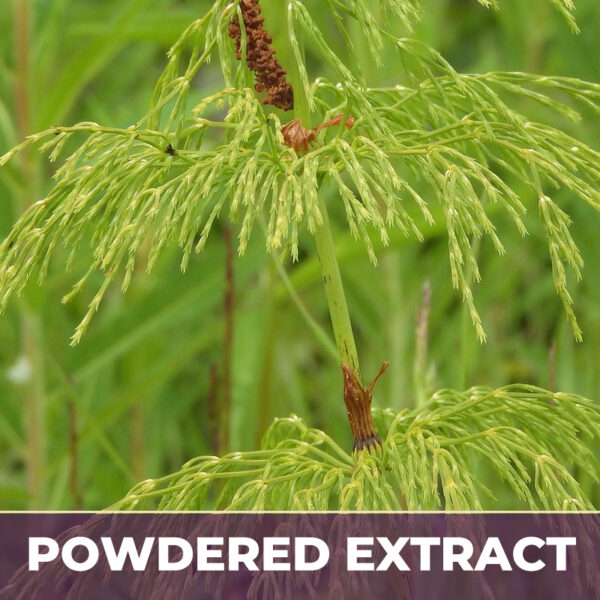SPRINGTIME HORSETAIL GRASS 8:1, PE