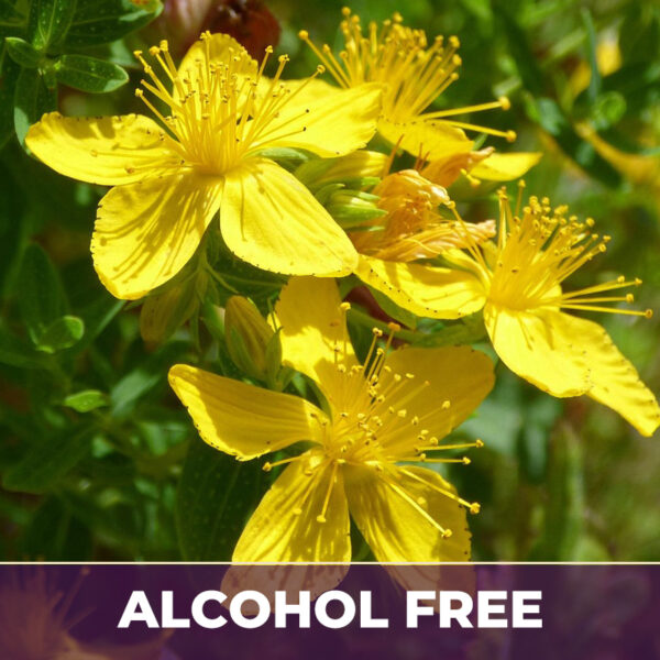 ST. JOHN'S WORT, AF