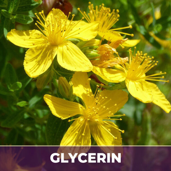 ST. JOHN'S WORT HERB IN GLYCERIN