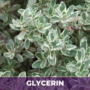 Thyme herb in glycerin
