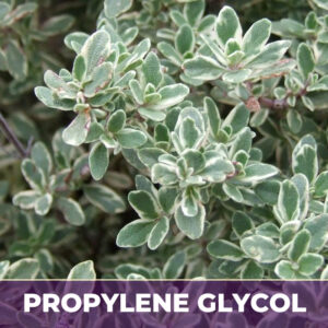 Thyme herb in pg