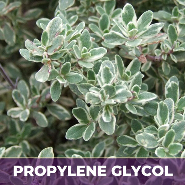 Thyme herb in pg