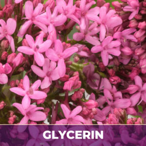 Valerian root in glycerin