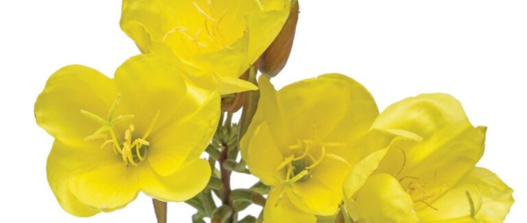 What is mullein good for