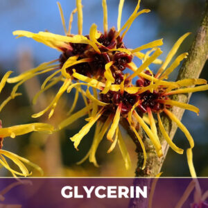 Witch hazel leaf in glycerin
